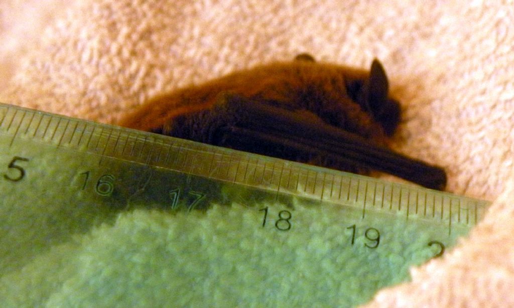 Pipistrello nano?